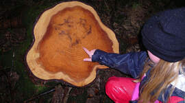 Speider som teller årringer i en trestubbe.