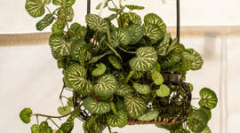 Illustrasjonsbilde av en plante. Illustrasjonsbilde av en plante.