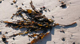 Illustrasjonsbilde av tang på sandstrand.