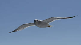 Måke som flyr i lufta. Måke som flyr i lufta.