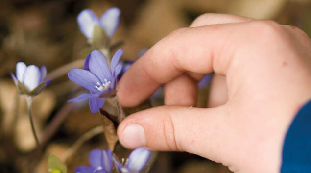Illustrasjonsbilde. Blomst. Illustrasjonsbilde. Blomst.