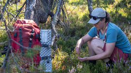 Speider som sanker spiselige vekster i skogen. Speider som sanker spiselige vekster i skogen.