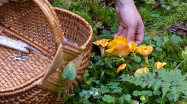 Illustrasjonsbilde av sopptur.