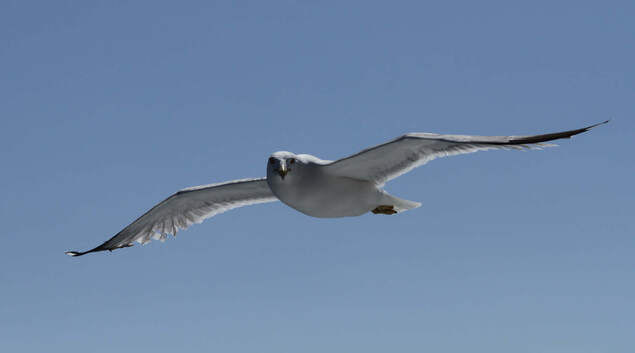 Måke som flyr i lufta. Måke som flyr i lufta.