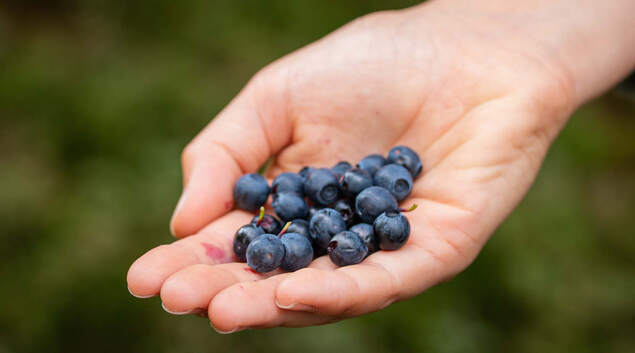 Illustrasjonsbilde. Hånd som holder blåbær. Illustrasjonsbilde. Hånd som holder blåbær.